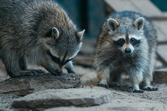 Kiev Hayvanat Bahçesi